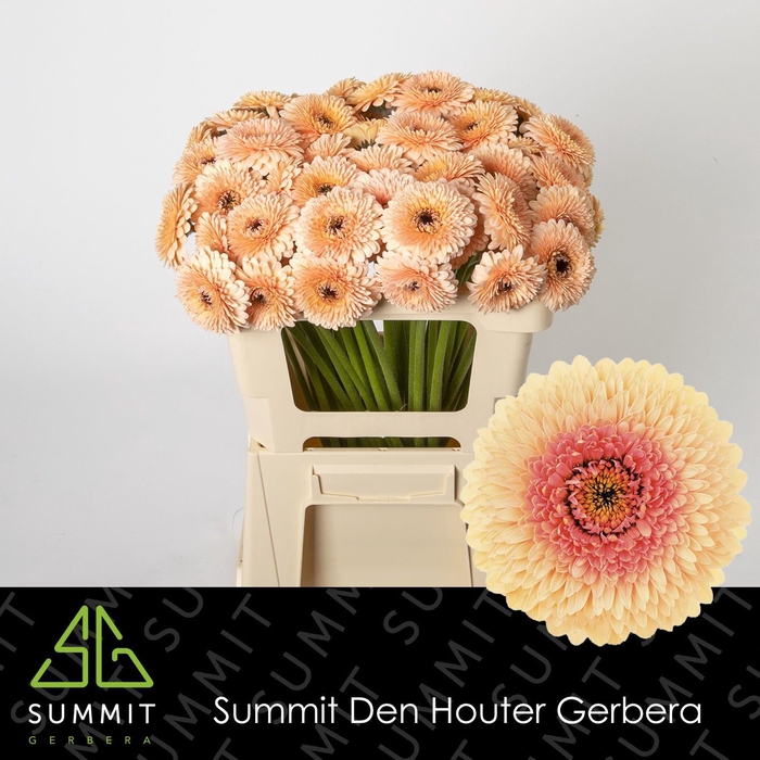 <h4>Germini Bolero JayJay</h4>