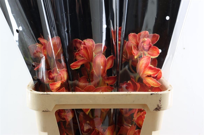 <h4>Cymb Oranje Opgetrokken</h4>