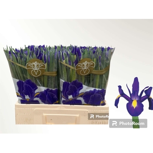 IRIS BLUE MAGIC