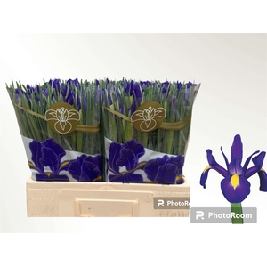 IRIS BLUE MAGIC