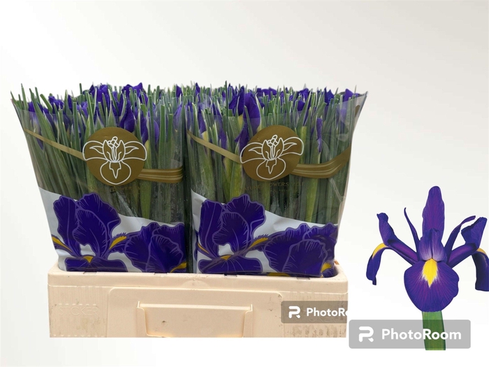 <h4>IRIS BLUE MAGIC</h4>