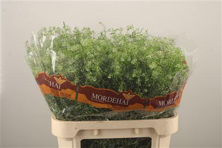 <h4>Lepidium Green Bell</h4>