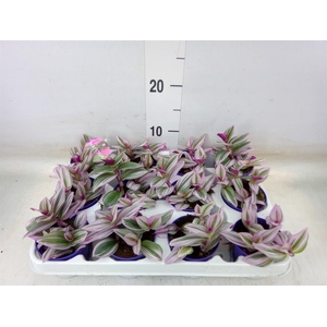 Tradescantia cerinth. 'Nanouk'