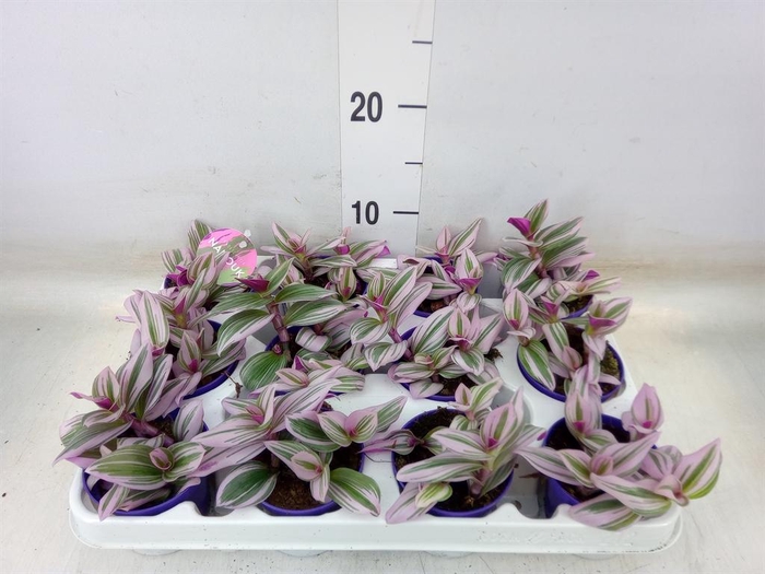 <h4>Tradescantia cerinth. 'Nanouk'</h4>