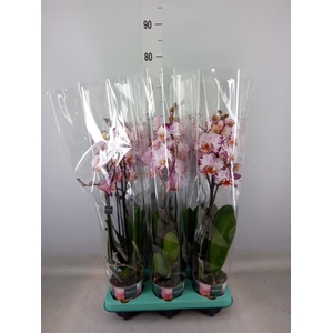 Phalaenopsis   ...