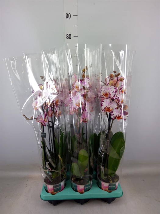 <h4>Phalaenopsis ...</h4>