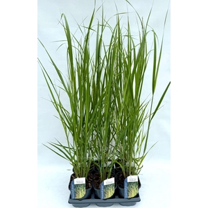 Panicum virgatum