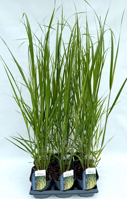 <h4>Panicum virgatum</h4>