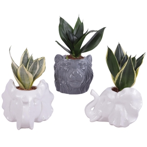 Sansevieria trif. Mix Pot Ø06cm Ceramic Elephant & Lion Ø16cm