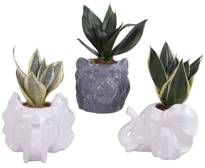 <h4>Sansevieria trif. Mix Pot Ø06cm Ceramic Elephant & Lion Ø16cm</h4>