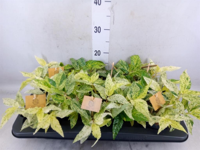 <h4>Pellionia repens</h4>