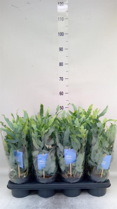 <h4>Phlebodium aureum 'Blue Star'</h4>