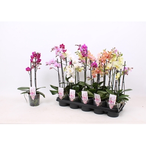 Phal. Multiflora 2-tak mix 