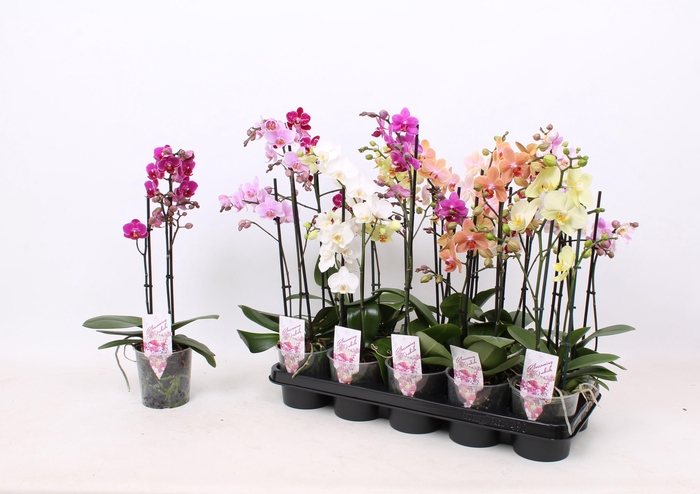 <h4>Phal. Multiflora 2-tak mix "Attractive" 18+ 4 kleuren</h4>