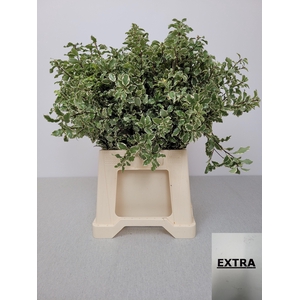 PITTOSPORUM PB SILVER QUEEN