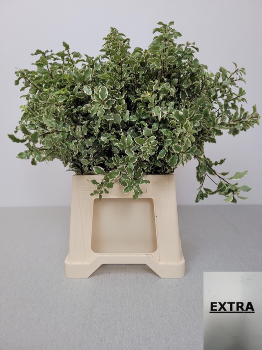 <h4>PITTOSPORUM PB SILVER QUEEN</h4>