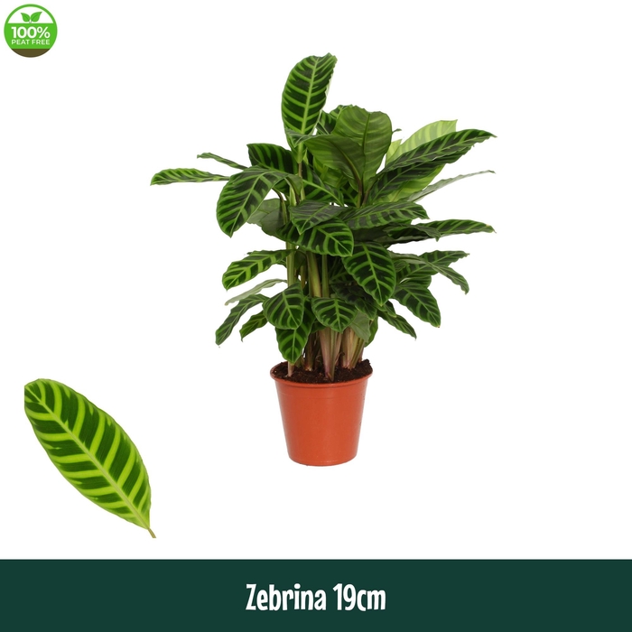 <h4>Calathea 19cm Zebrina - Living</h4>