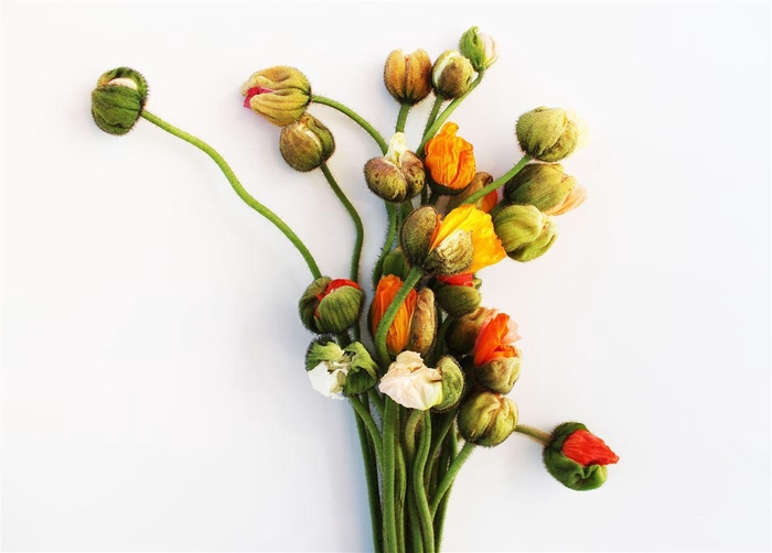 <h4>Papaver Super Mix</h4>