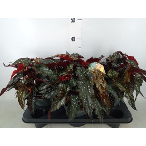 Begonia BD mac. 'Spotlight Dark'