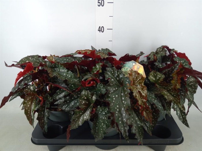 <h4>Begonia BD mac. 'Spotlight Dark'</h4>