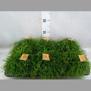 Rhipsalis   ...