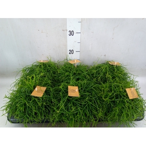 Rhipsalis   ...
