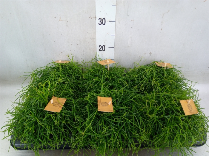 <h4>Rhipsalis   ...</h4>