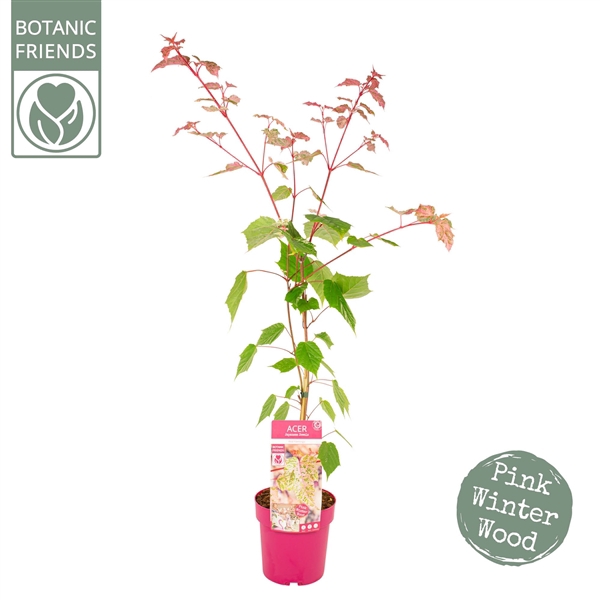<h4>Acer conspicuum 'Red Flamingo'</h4>