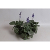 Salvia mystic Spires Blue