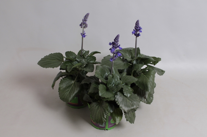 Salvia mystic Spires Blue