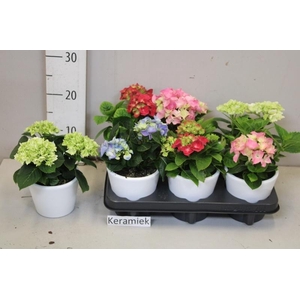ARR HYDRANGEA