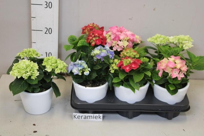 <h4>ARR HYDRANGEA</h4>