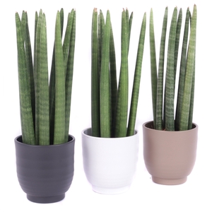 Sansevieria cylindrica spike 12 cm in nature groove pot