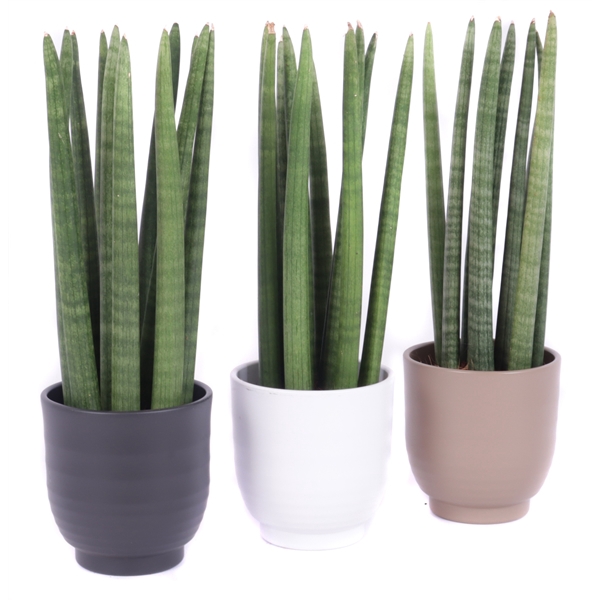 <h4>Sansevieria cylindrica spike 12 cm in nature groove pot</h4>