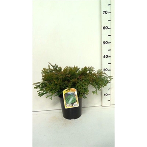 Chamaecyparis obtusa