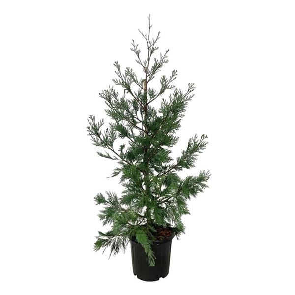 <h4>Calocedrus dec. 'Pillar'</h4>