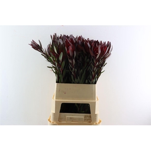 Leucad Safari Sunset 90cm