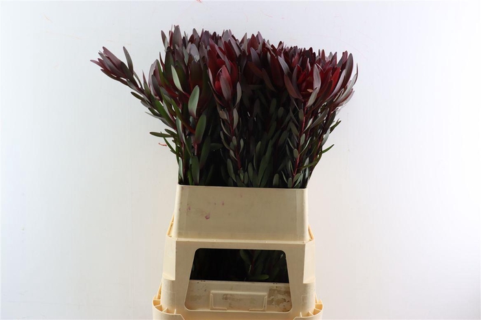 <h4>Leucad Safari Sunset 90cm</h4>