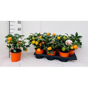 Citrus limetta Rossa-Lime medi-stem