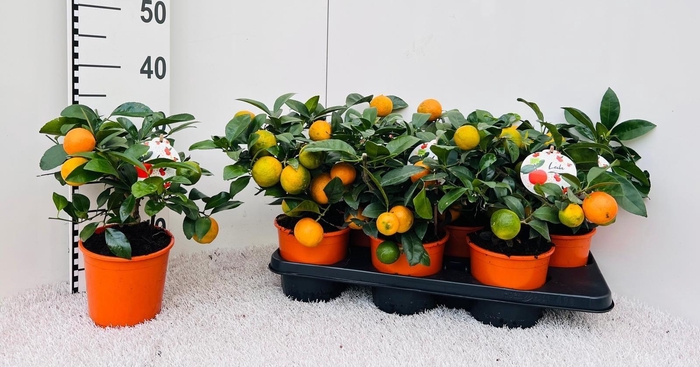 <h4>Citrus limetta Rossa-Lime medi-stem</h4>