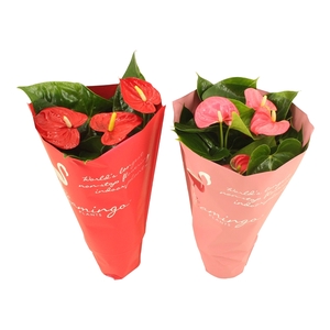 Anthurium Flamingo mix 14cm rood-roze in sierhoes