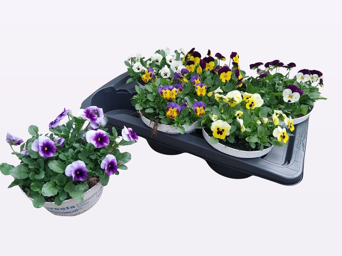 <h4>VIO CO EM GEM</h4>