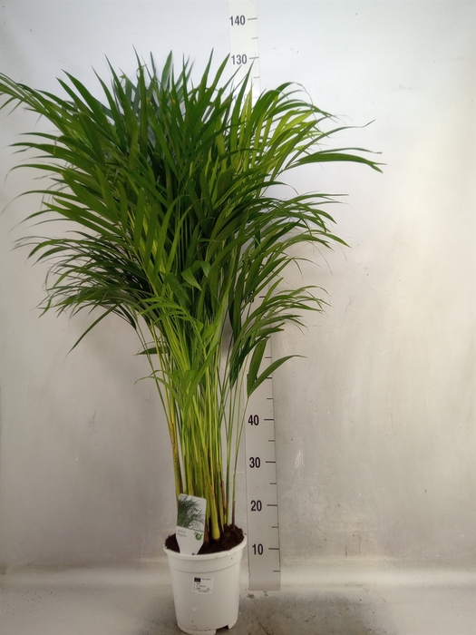 <h4>Dypsis lutescens   ...Chrysalidoca</h4>