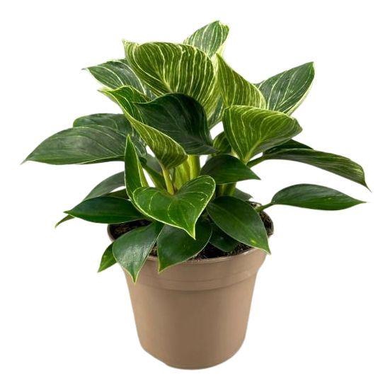 <h4>Philodendron Birkin</h4>