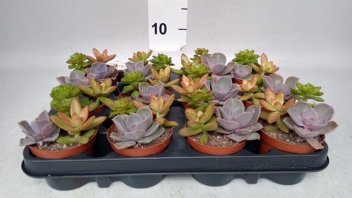 <h4>Succulents   ...</h4>