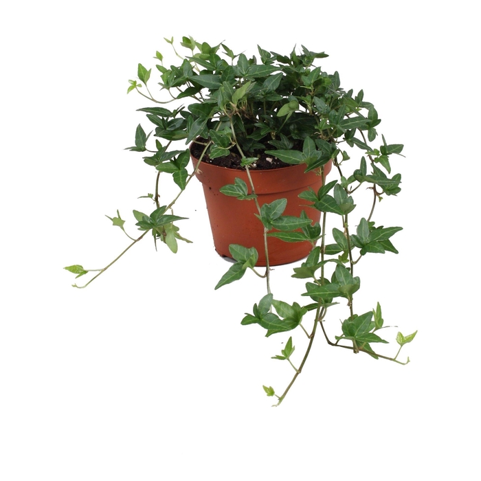 <h4>Hedera helix Shamrock</h4>