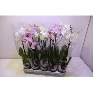 Phal Gem