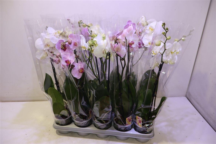 <h4>Phal Gem</h4>
