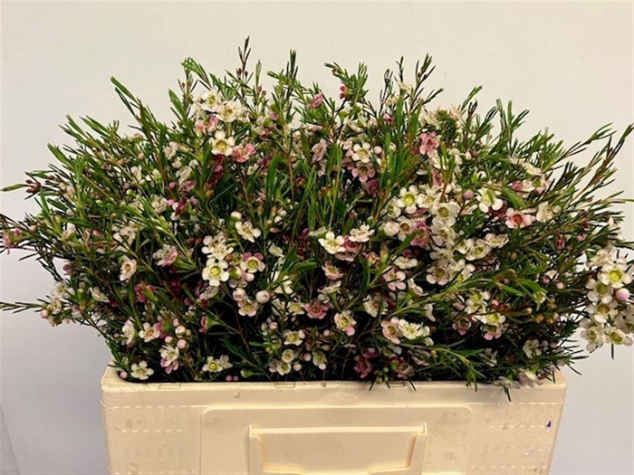 <h4>Chame Un Dual Star</h4>