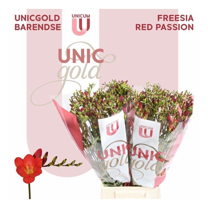 <h4>Fr En Red Passion</h4>